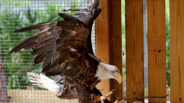 George C. McGough Nature Park Eagle Sarge