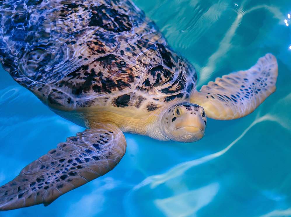 sea turtle at clearwater marine aquarium