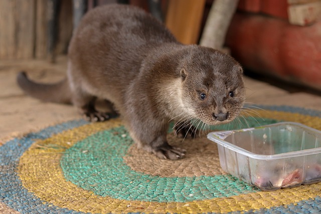 otter rehab at clearwater marine aquarium