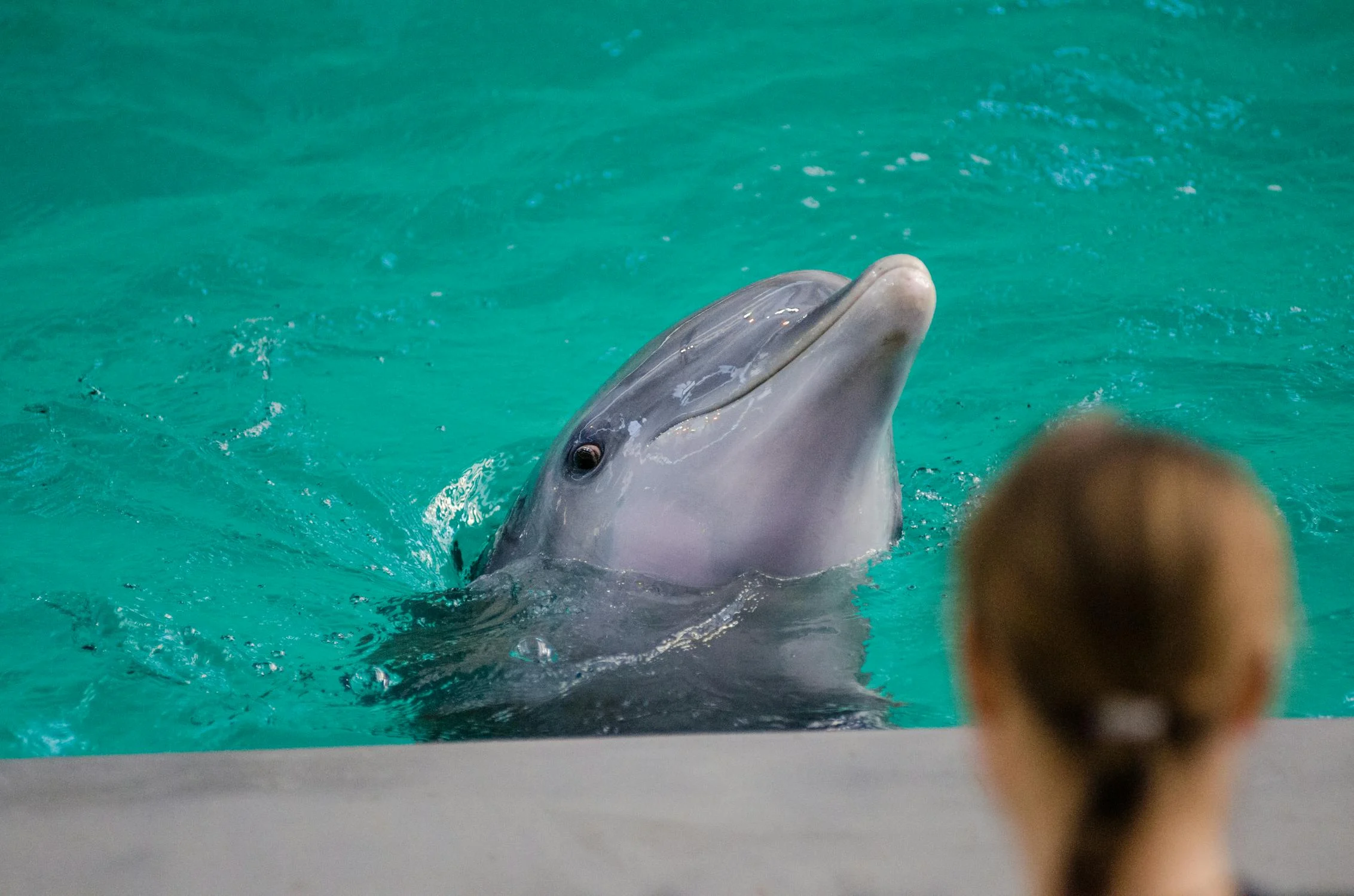 dolphin at clearwater marine aquarium